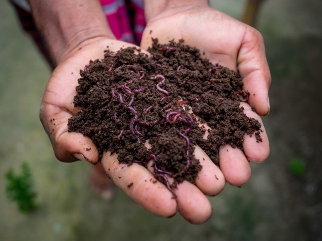 Worm Farming and Composting Image